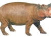 hipopotam.jpg